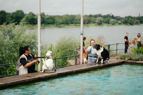 Verhaltensberatung Hund