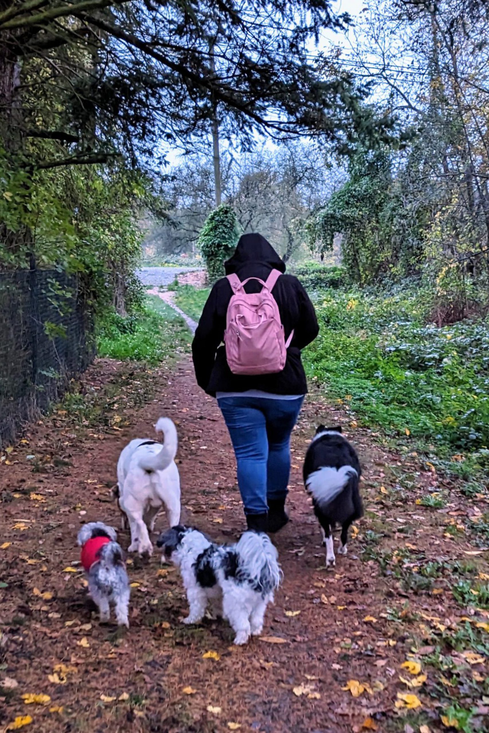 Hundeschule in der Nähe